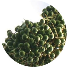 Corypha Palm Seed